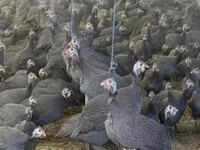 Guinea fowl — الصورة 1