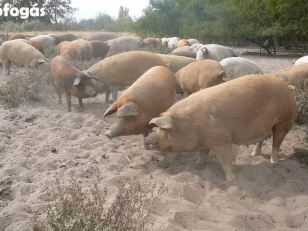 Süldőanya, Мангалица