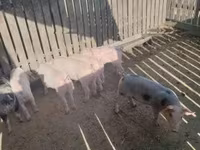 Sow, Pigs — photo 1