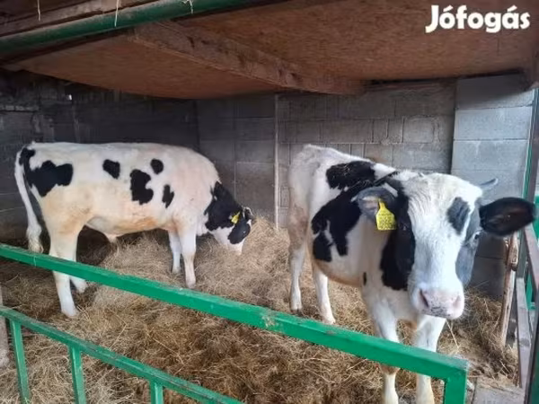 Bika, Holstein fajta — Magyarország