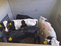 Touro, Simmental cattle — foto 7
