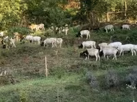 Schaf, Cameroon sheep — Foto 7