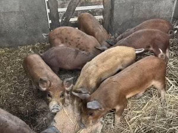 Pigs (batch, sex not specified),  — Hungary