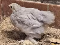 Pekin Bantam — foto 1