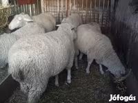 Juh, Juhok — 3. fotó
