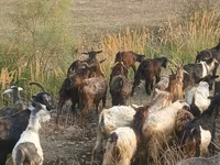 Goat, Goats — photo 3