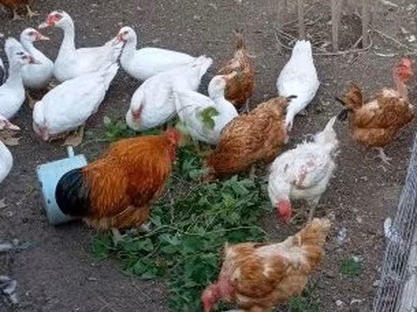 Ducks — Ungarn