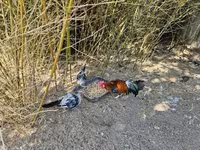 आयम केतावा — फ़ोटो 4