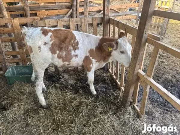 Bika, Simmental cattle — Magyarország
