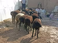 Ovejas (lote, sexo no especificado), Tajik sheep — foto 2