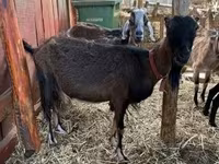 Koza, Nubian Goat — foto 1
