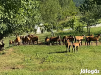 Sheep (batch, sex not specified), Cameroon sheep — photo 2