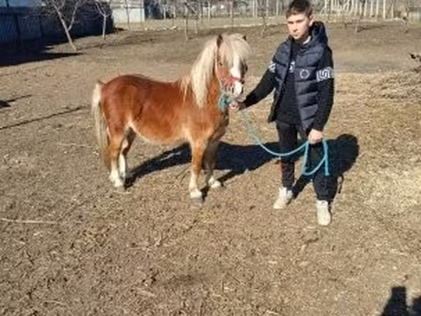 Cavalo, Cavalos