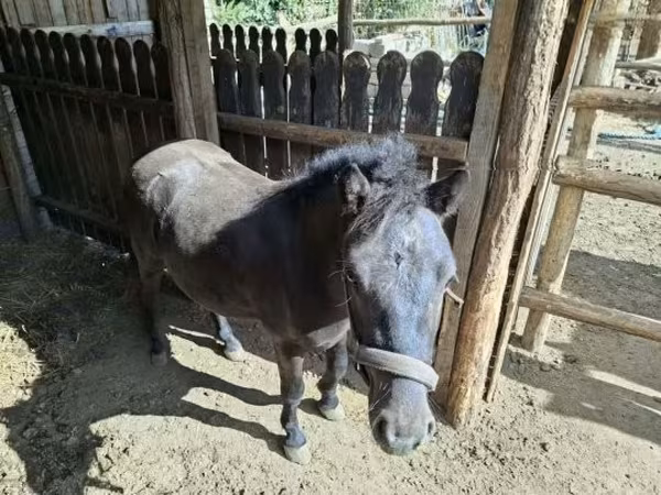 Kůň, Koně