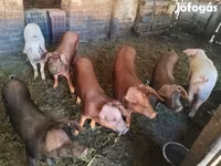 公猪, Pigs — 照片 3