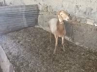 Kos, Rhon sheep — 2. fotó