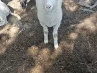 公羊, Tsigai sheep — 照片 4