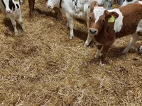Bika, Limousin tehén — 1. fotó