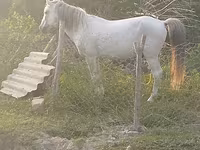 Hing, Azerbaijan horse — 1. fotó