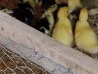 Ducks — फ़ोटो 3