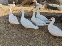 Ducks — الصورة 4