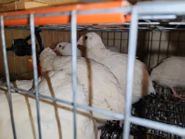 Chickens