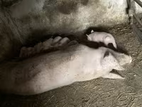 母猪, Крупная белая — 照片 3