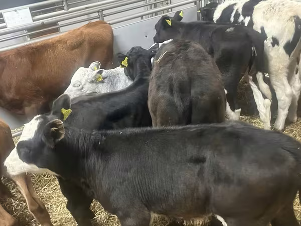 Bull, Cattle