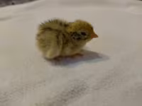 Quails — foto 5