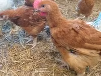 Chickens — zdjęcie 3