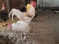 Chickens — 照片 5