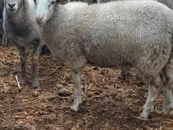 Sheep, Sheep — Hungary