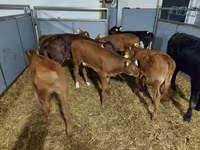 Vaca, Ganado vacuno — foto 3