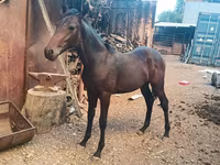 Horse (M), French Trotter — photo 3