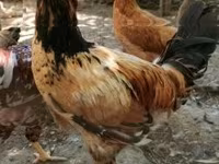 Chickens — foto 3