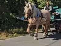 Kanca, Lovak — 4. fotó