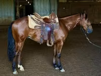 Hing, Quarter Horse — 5. fotó