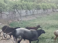 Beran, Edilbay sheep — foto 6