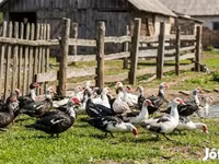 Ducks — الصورة 1