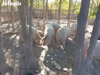 सूअर (लॉट, लिंग निर्दिष्ट नहीं), Мангалица — फ़ोटो 2