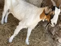 Cabra, Boer goat — foto 1