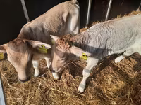 公牛, Simmental cattle — 照片 3