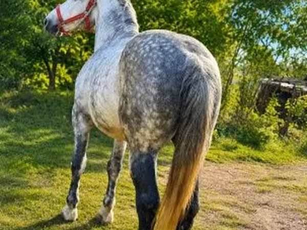 Hing, Lovak — Magyarország