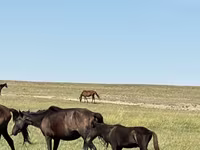 Yegua, Caballos — foto 2