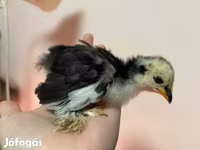 كوشين — الصورة 3