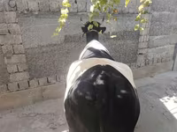 母牛, Russian Black pied cattle — 照片 7
