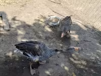 Geese — Foto 3