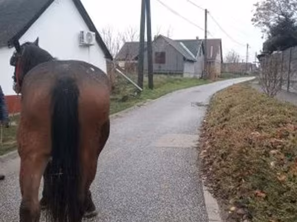 Kanca, Lovak — Magyarország