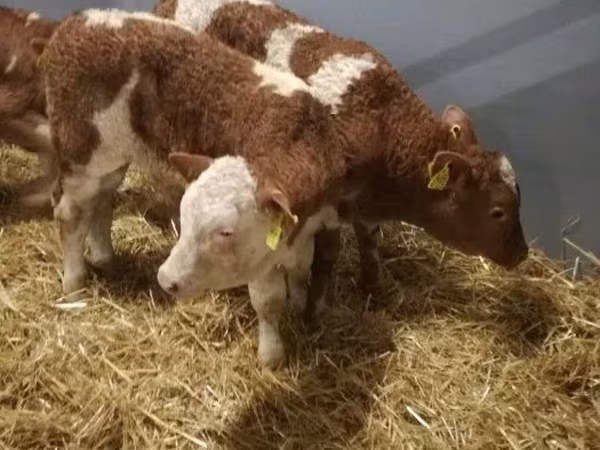 Cattle (batch, sex not specified), Hereford