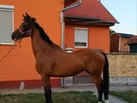 公马, Dutch warmblood horse — 照片 6
